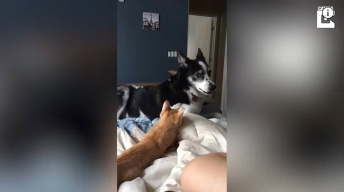 Graban a un gato y un perro jugando al pilla pilla