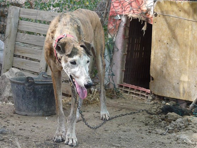 Uno de los perros cuya situación ha sido denunciada por Galgos del Sur en Níjar (Almería)