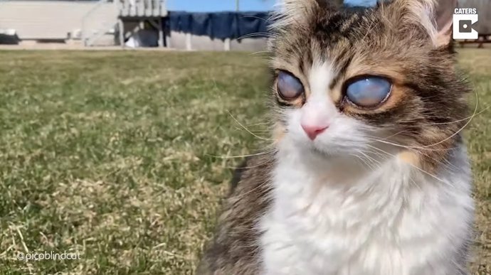 Conoce a Pico, un adorable gato ciego con unos ojos anormalmente grandes