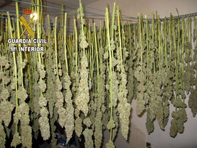 Plantación de marihuana 'indoor' en Torrejón del Rey.