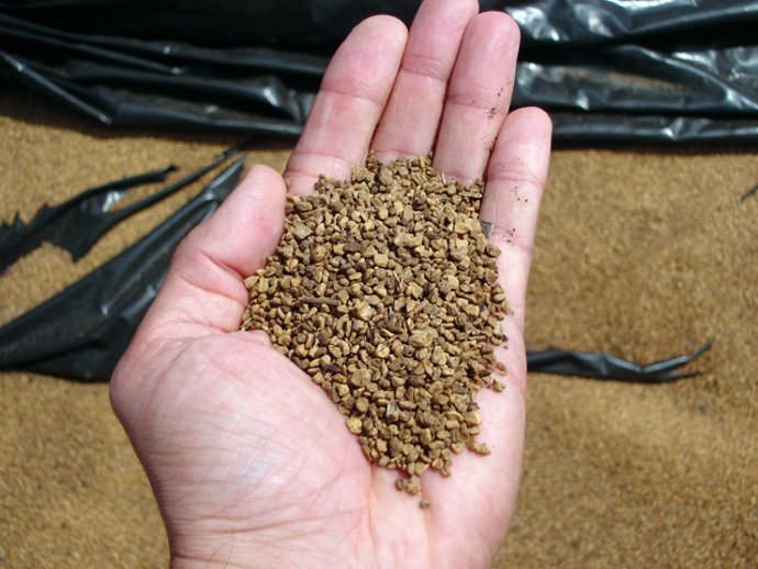 Archivo - Hueso de aceituna.