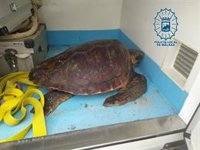 Recuperan una tortuga boba varada en una playa de Málaga