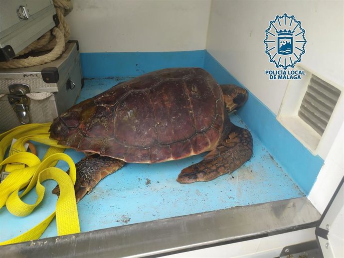 Efectivos del Grupo de Protección de la Naturaleza (Gruprona) de la Policía Local de Málaga recuperan un ejemplar de tortuga boba que se encontraba varado en una playa de la costa malagueña, concretamente en la playa de la Cizaña