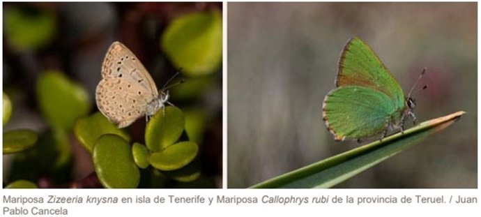 Mariposa Zizeeria knysna en isla de Tenerife y Mariposa Callophrys rubi de la provincia de Teruel. / Juan Pablo Cancela
