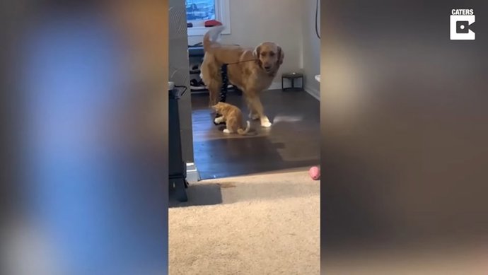 Este perro descubre cómo llamar la atención de un gatito para que juegue con él