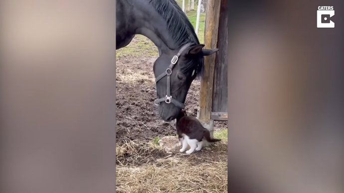 Un potro de dos días se convierte en el mejor amigo de un gato