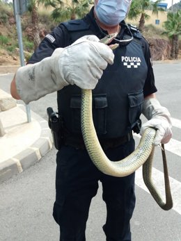 Culebra bastarda de más de 2 metros