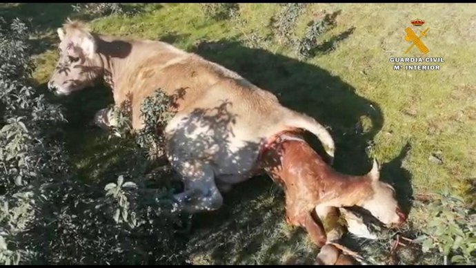 Vídeo de la noticia