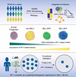 Infografía investigación sobre leucemia infantil liderada por el grupo de Biología de células madre, leucemia del desarrollo e inmunoterapia del Instituto de Investigación contra la Leucemia Josep Carreras y el grupo de Epigenética del Cáncer del ISPA.