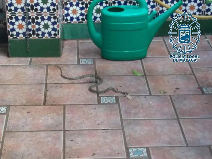 La Policía Local de Málaga captura y recupera una culebra de herradura en una vivienda