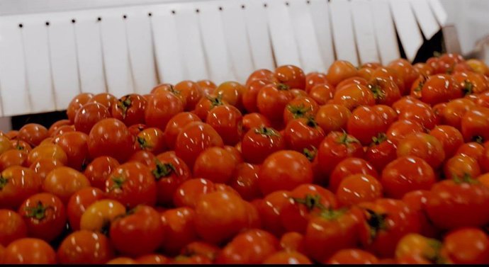 Tomates para la elaboración de gazpacho en la planta almeriense de Don Simón.