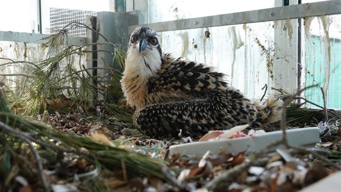 Polluelo de águila pescadora enviada por el Govern a Valencia.