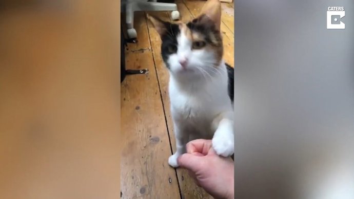 Esta gata sorda se comunica con sus dueños mediante el lenguaje de signos