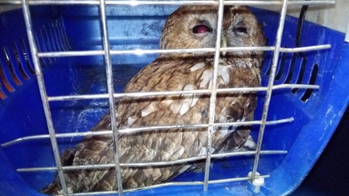Búho herido rescatado en Vigo