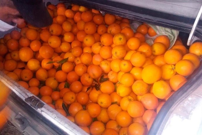 Archivo - Imagen de archivo de una partida de naranjas