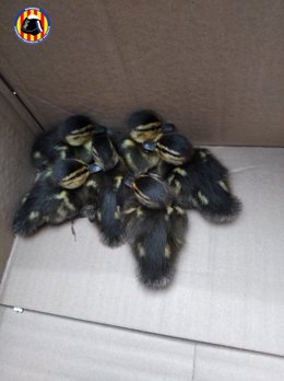 Patitos rescatados tras quedar atrapados en el alcantarillado de Cullera (Valencia)