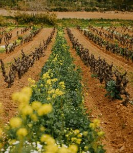 Mot Hennessy Vineyard and Chteau du Galoupet Vineyard