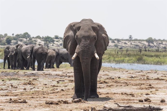 Un elefante investiga el excremento de elefante con su trompa en el río Boteti.