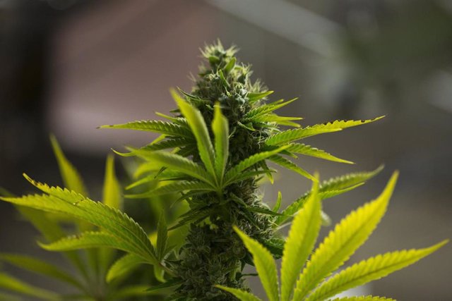 Planta de marihuana en una empresa de la industria del cannabis medicinal y de uso recreativo en el estado de Colorado, en EEUU
