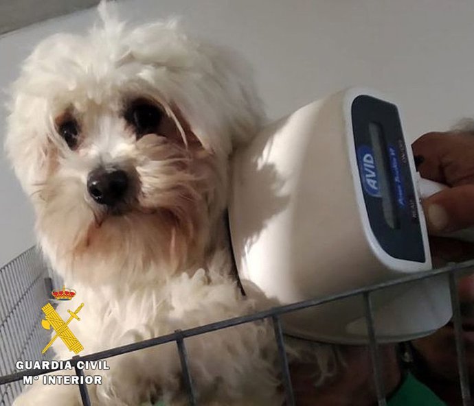 Una de las mascotas del criadero clandestino en la comarca del Arlanza.