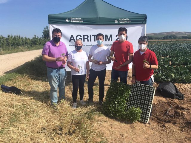 La Rioja podría recuperar una producción rentable del tomate para industria aplicando las técnicas de Agritom 2.0
