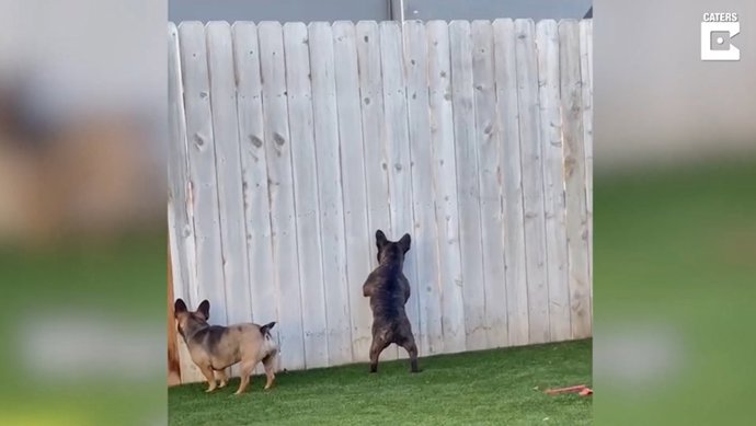 Espiar a sus vecinos es el pasatiempo favorito de este perro