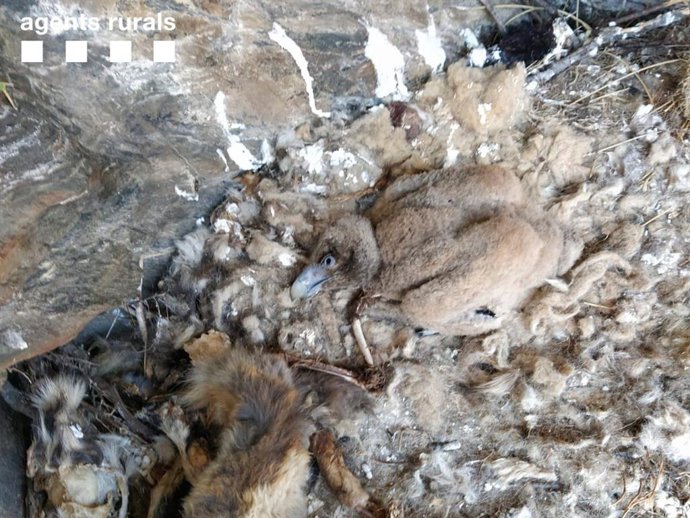 Cría de quebrantahuesos rescatada en Rialp
