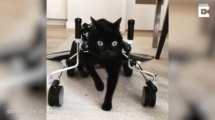 Conoce a Brutiss, una adorable gata con hipoplasia cerebelosa que lleva una vida plena gracias a su dueña