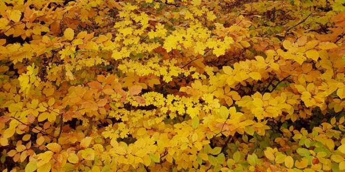 Archivo - Las hojas cambian de color en otoño. A medida que continúe el calentamiento global, esto podría comenzar a suceder antes, y no más tarde como se esperaba generalmente