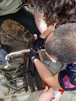 Agentes forestales y de la Policía Municipal de Madrid restactan a una culebra atrapada en una arqueta en Aravaca