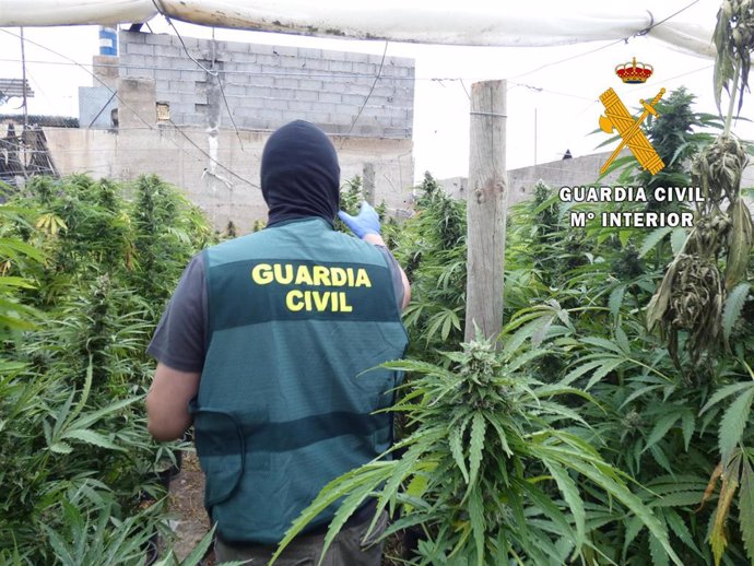 Seis detenidos y siete investigados con más 1.600 plantas de marihuana en viviendas de El Ejido (Almería)