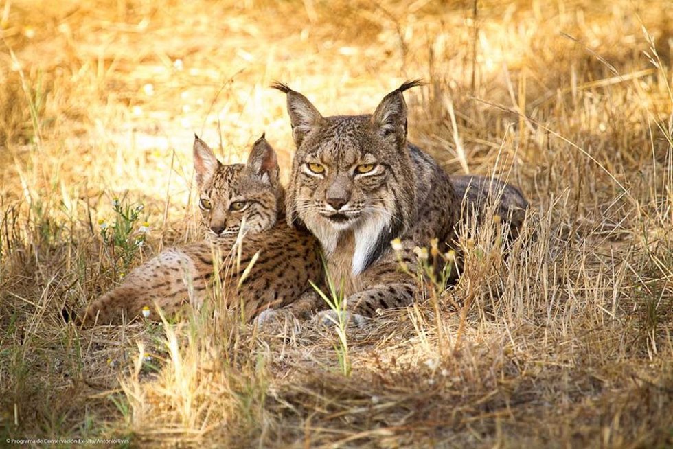 Archivo - Lince Ibérico