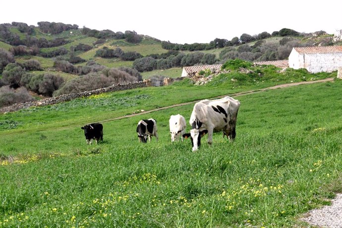 Campo con vacas.