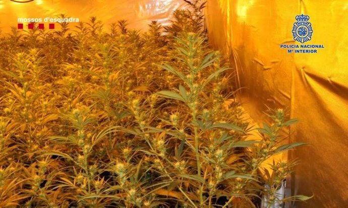 Plantación de marihuana desmantelada
