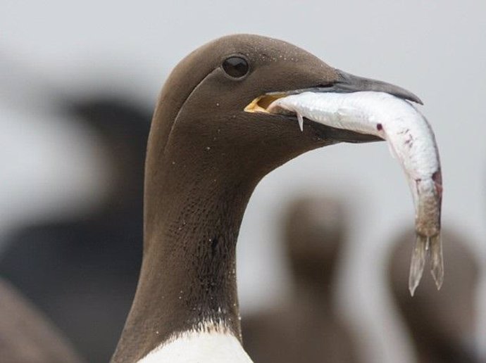 Un arao común con una anchoa en el sureste de la isla Farallon, California