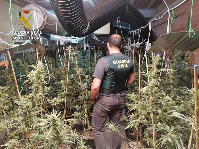 Guardia Civil desmantela una plantación indoor de marihuana en una nave industrial en Los Navalucillos.