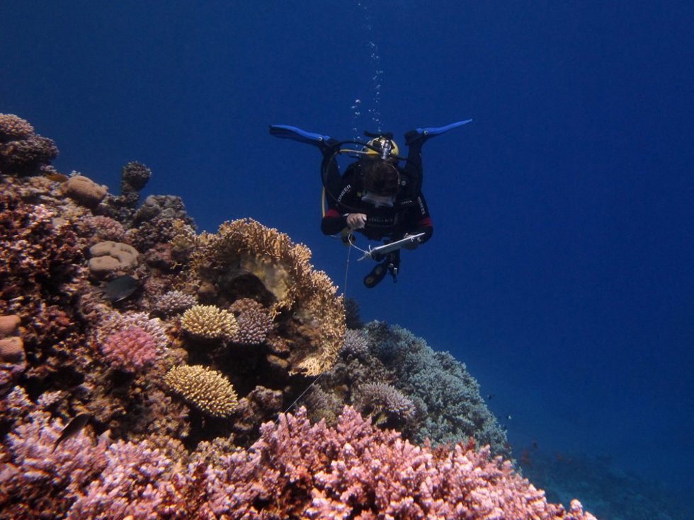 Arrecife de coral