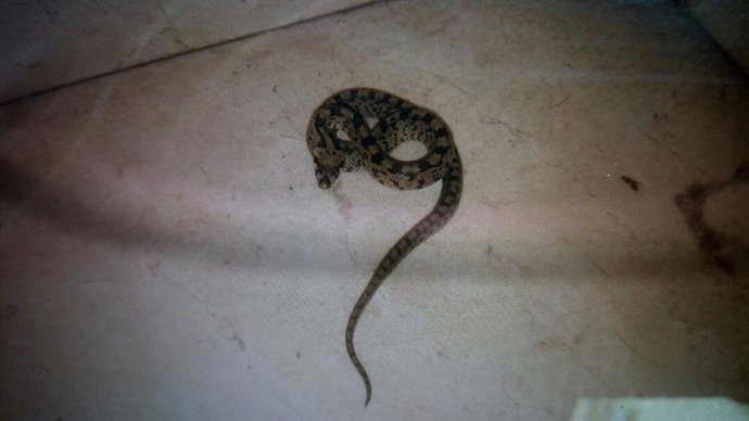 Una de las serpientes capturadas en viviendas por la Policía Local de Vigo