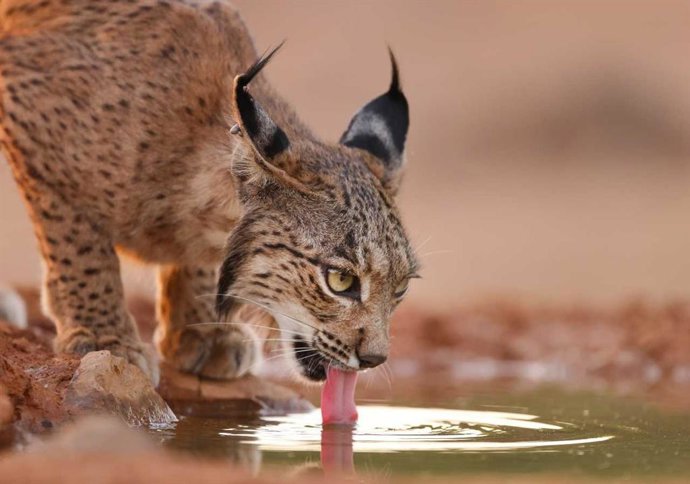 Archivo - Lince ibérico.