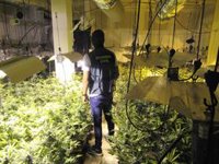 Descubierto un zulo en una vivienda de Alomartes (Granada) donde se cultivaban 1.100 plantas de marihuana