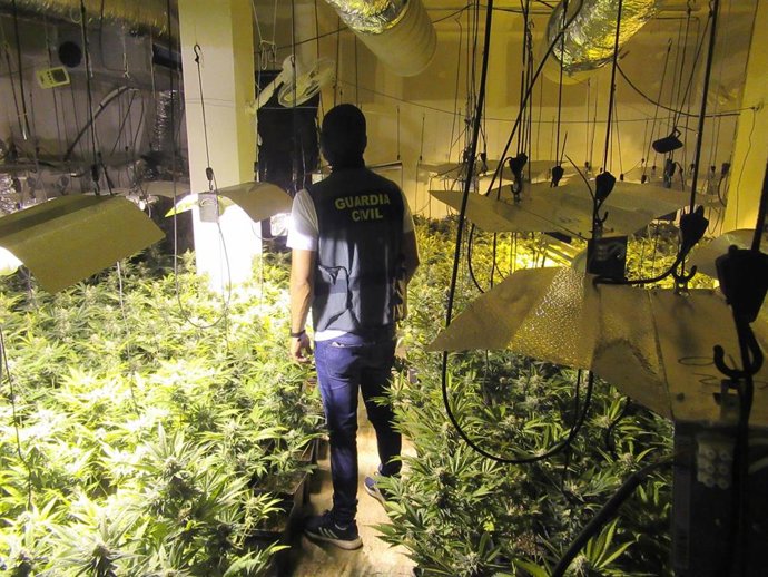 Plantación de marihuana localizada en un zulo en una vivienda de Alomartes-Íllora (Granada)
