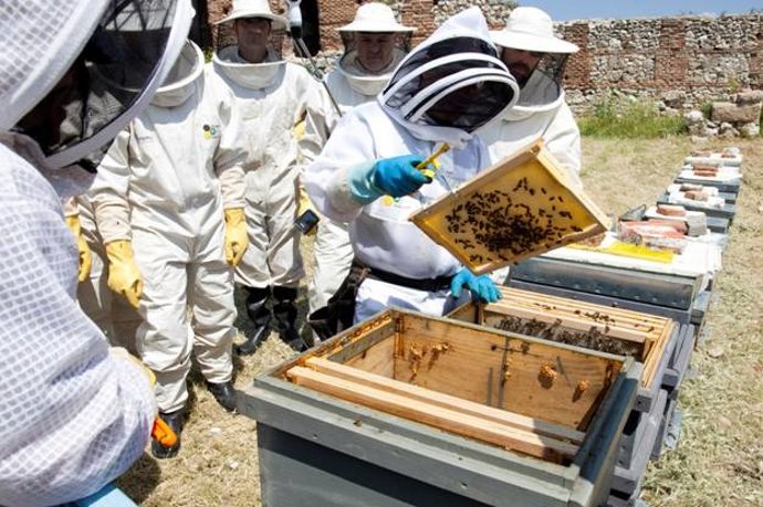Archivo - Abejas en una imagen de archivo.