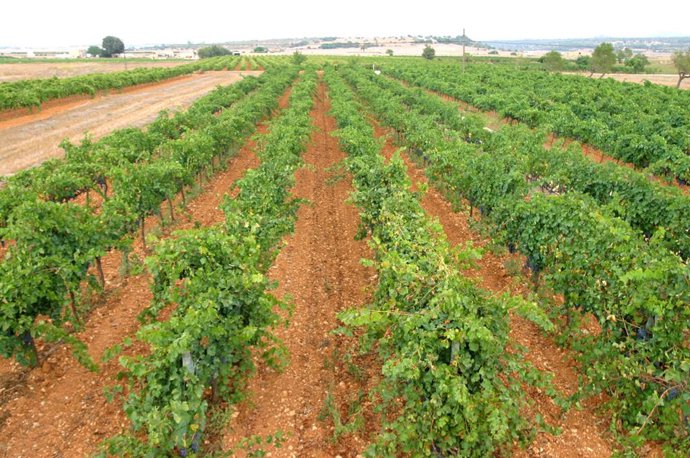 Archivo - Campo de Baleares