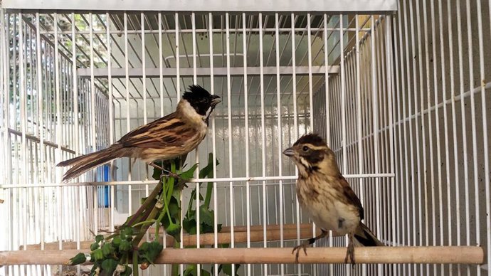 Pareja de escribano palustre iberoriental (Emberiza schoeniclus witherbyi) en las instalaciones de cría.