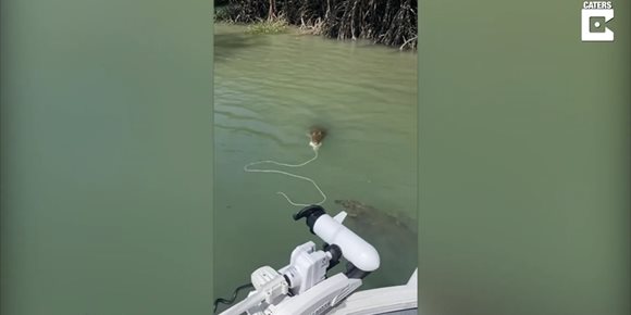 1. Este descarado cocodrilo de agua salada intentó robar una trampa para cangrejos a un grupo de amigos