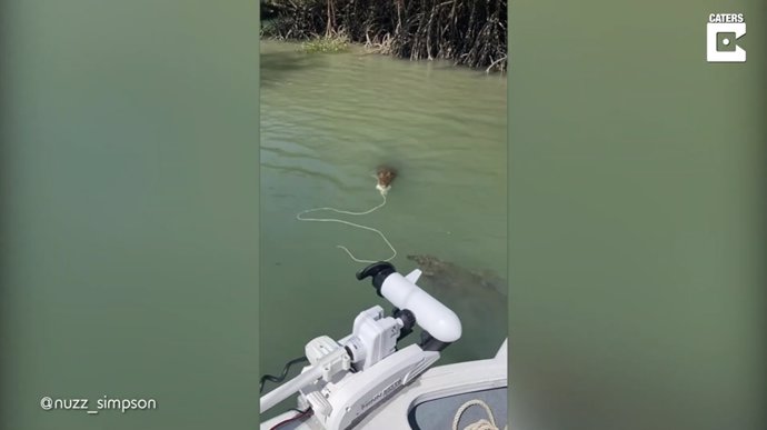 Este descarado cocodrilo de agua salada intentó robar una trampa para cangrejos a un grupo de amigos