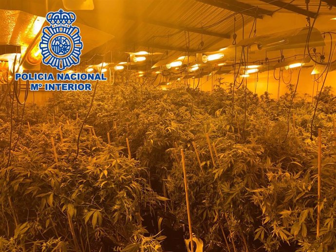 Plantación de marihuana desmantelada por la Policía.