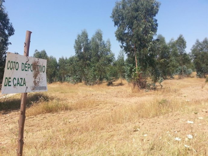 Archivo - Monte de Hinojos. 