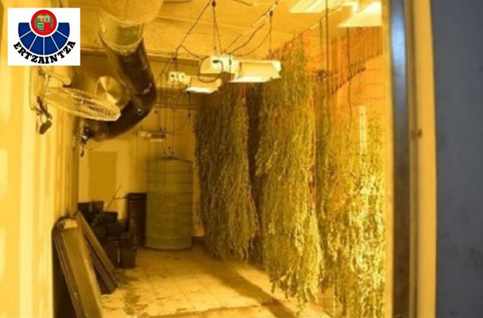 Plantación de marihuana en una lonja