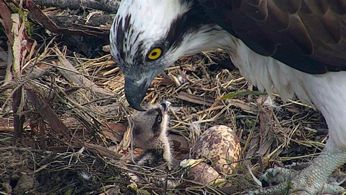 Aguilas pescadoras de Urdaibai